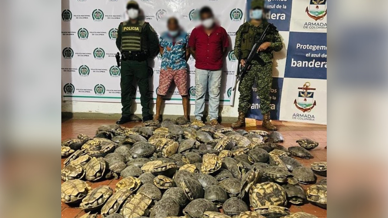 ¡Qué crueldad! Llevaban todas estas tortugas vivas y envueltas en plástico