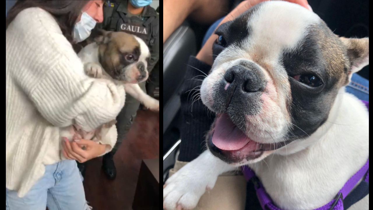 Rescataron a perrita secuestrada en Bogotá por la exigían un millonada