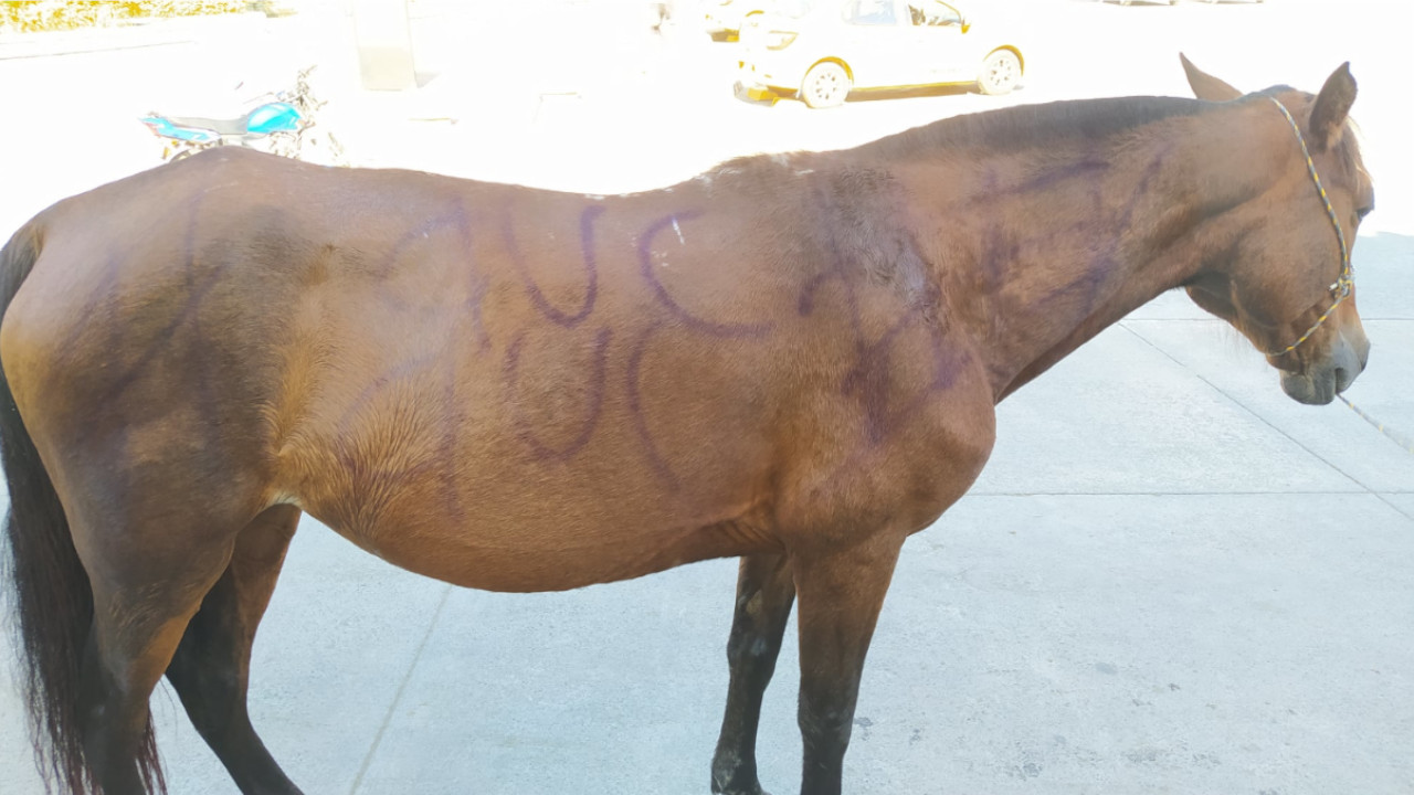 Maltrato animal: A Yegua en Sonsón le marcaron las siglas AGC