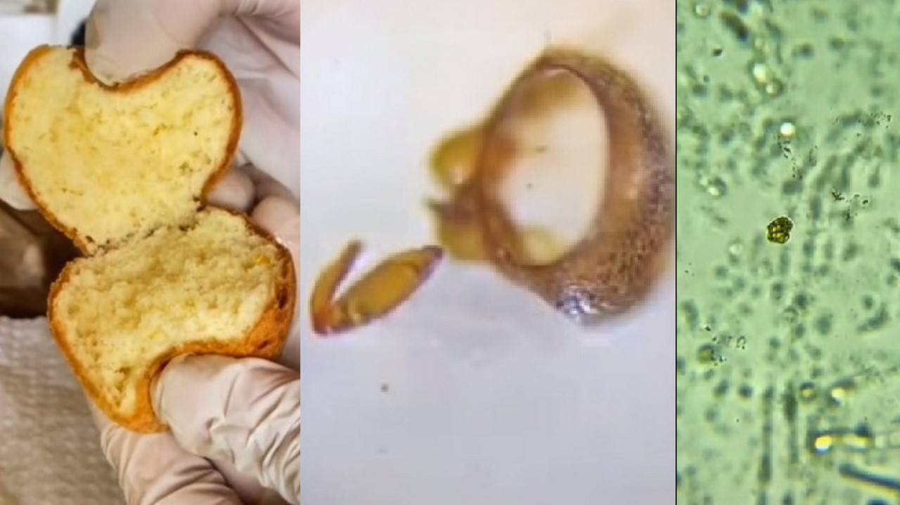 encontraron algo "horripilante"