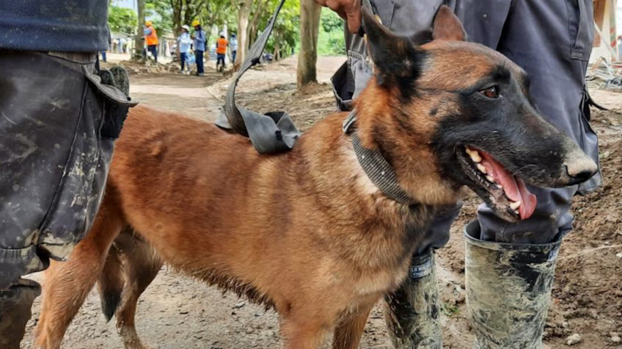 Ella es Darcy, la perrita que logró ubicar a varías víctimas entre los escombros que dejó la tragedia en Pereira