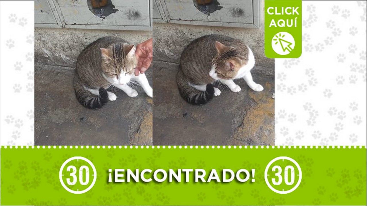 gatico encontrado