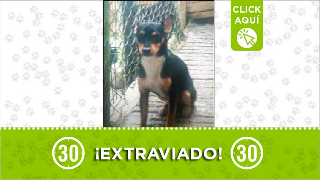 Perrito perdido