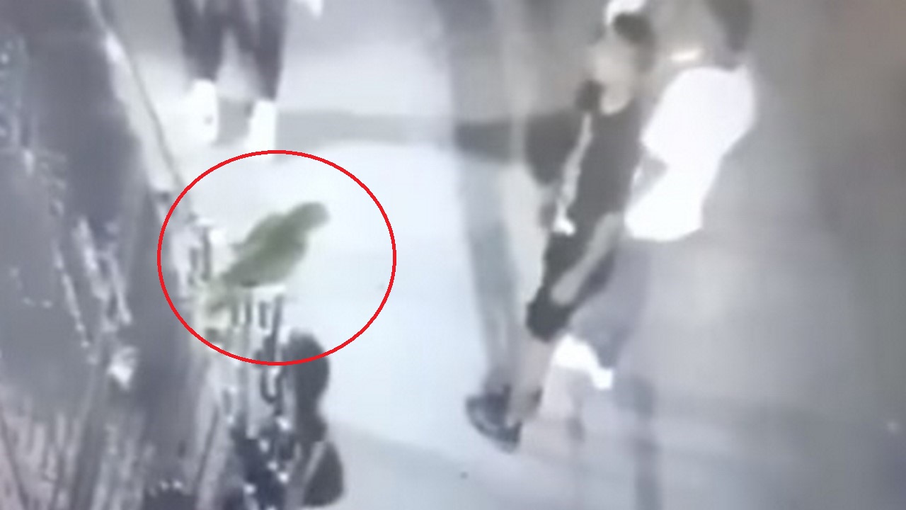 Jóvenes golpearon salvajemente a un loro en Riohacha