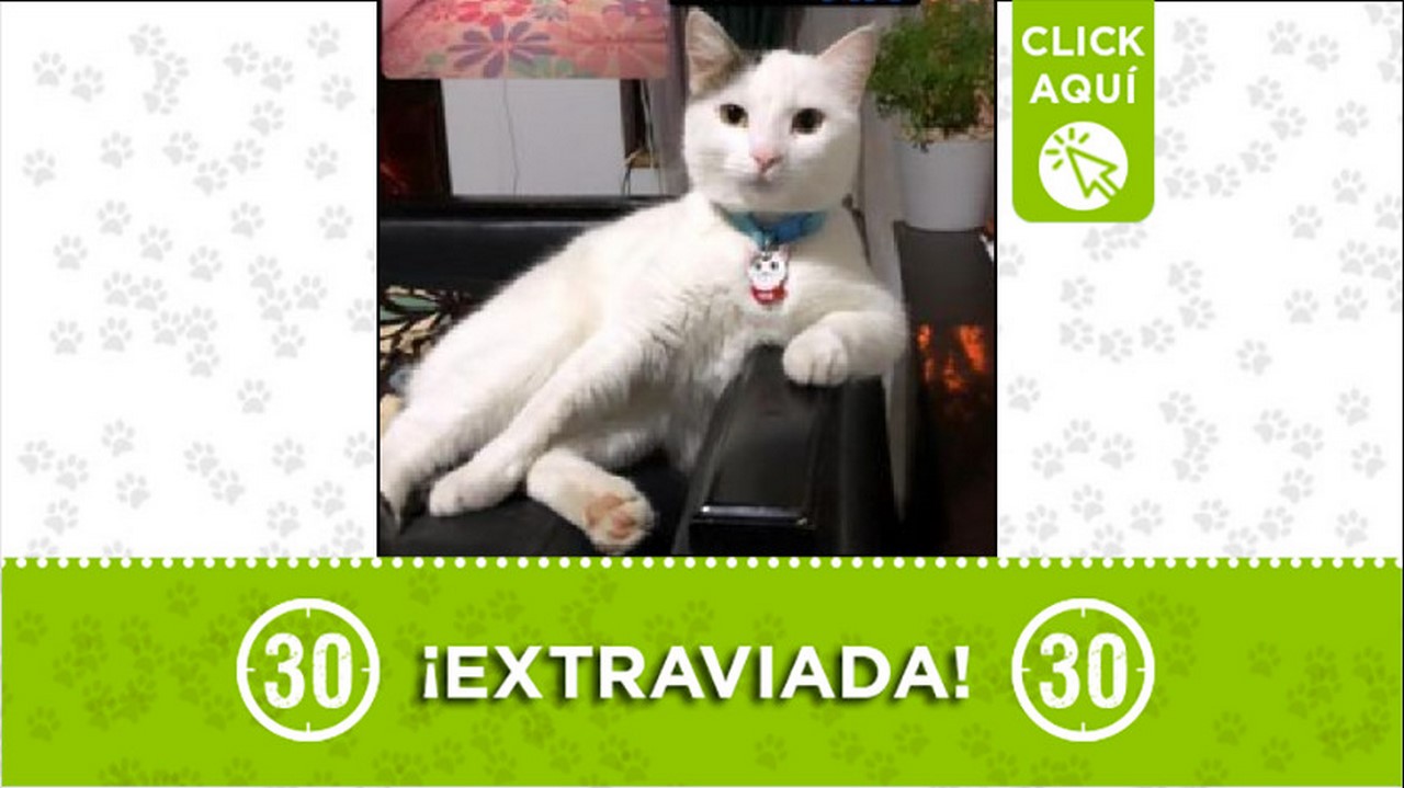 Gatica perdida