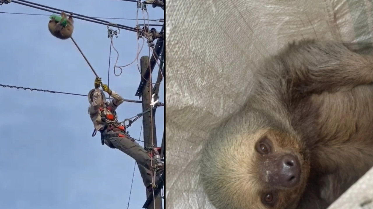 [Video] El bonito gesto de un empleado de EPM con esta ternurita en Tarazá