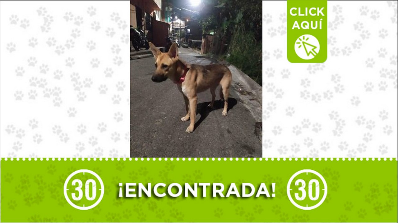 perrita encontrada
