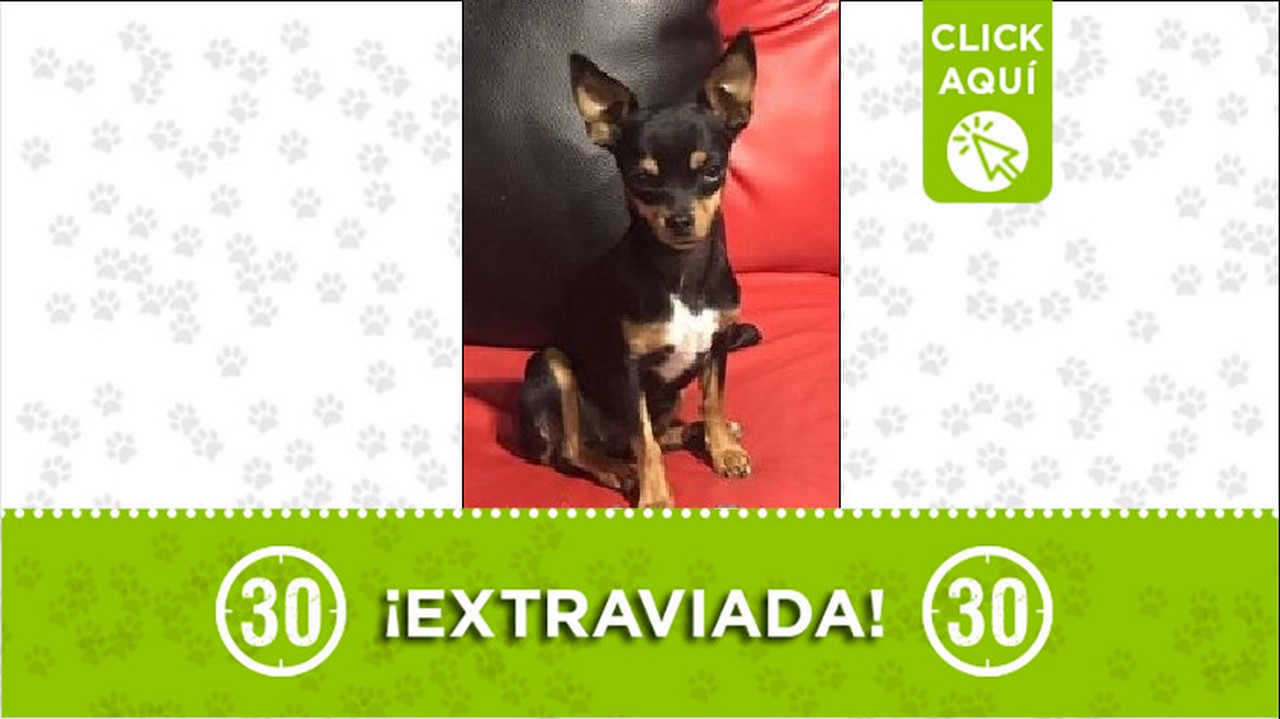 perrita perdida