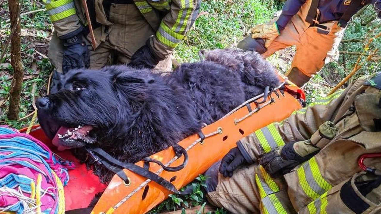 Bomberos rescataron un perrito que cayó a un barranco