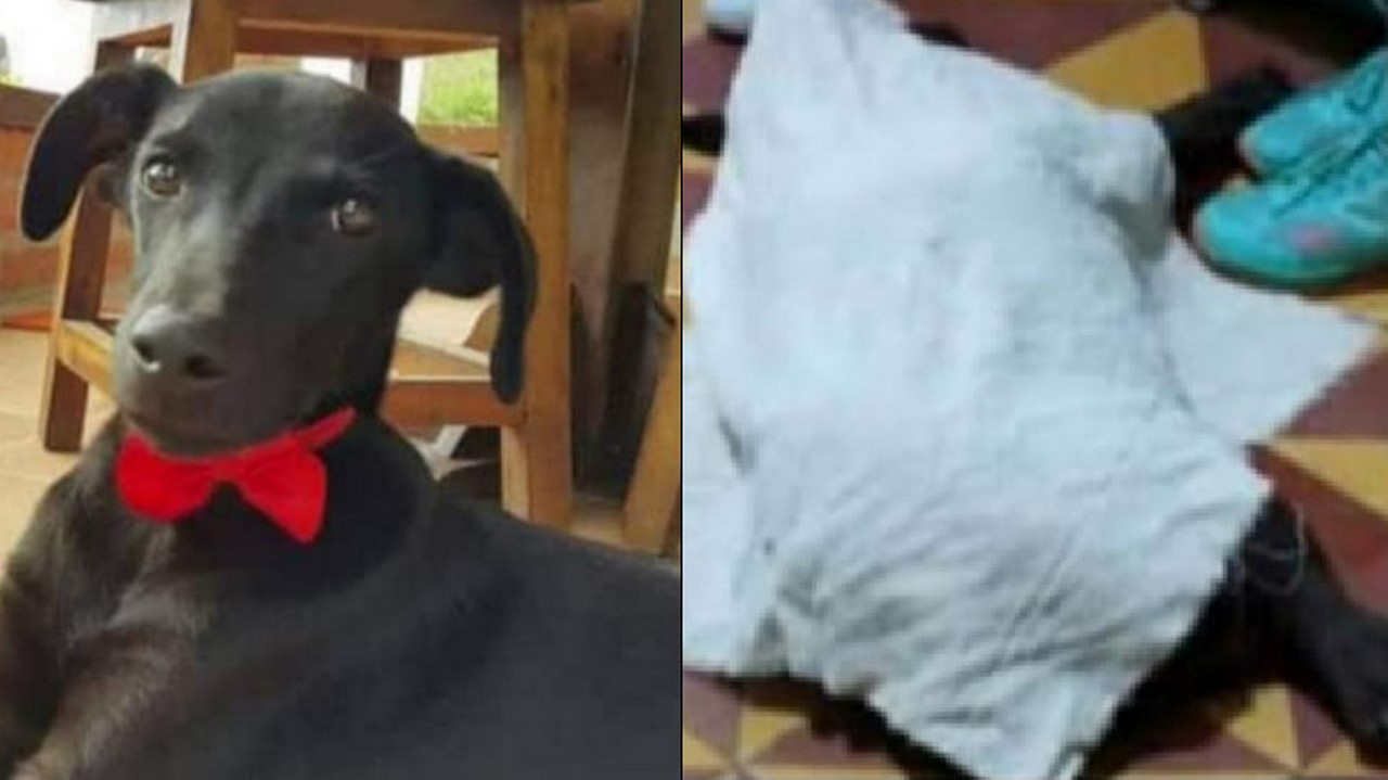 Denuncian que docente habría matado a perrito en Jericó