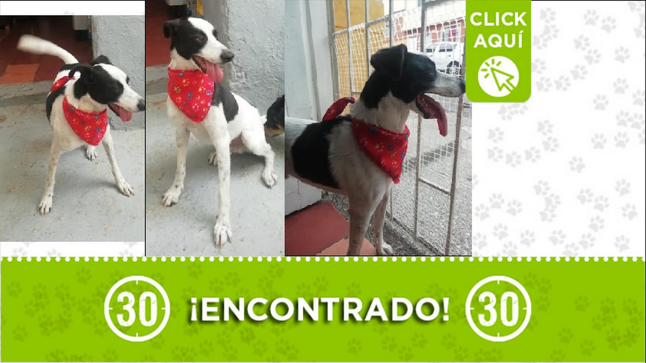 perrito encontrado