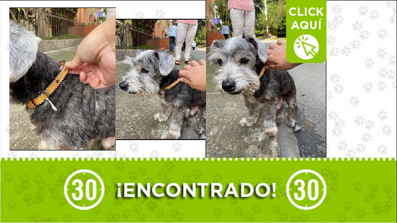 perrito encontrado