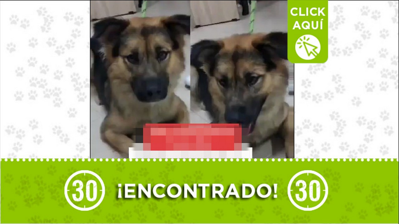 perrito encontrado