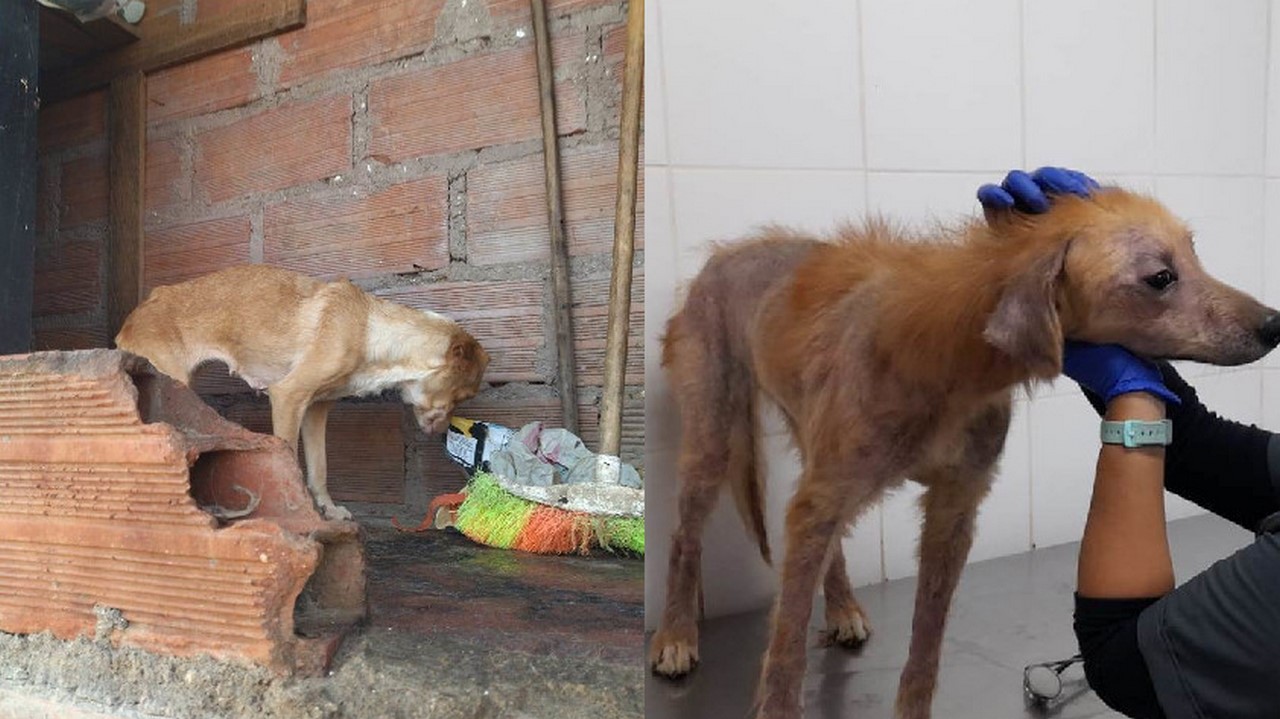 Rescataron 9 perritos en el barrio Pablo Escobar
