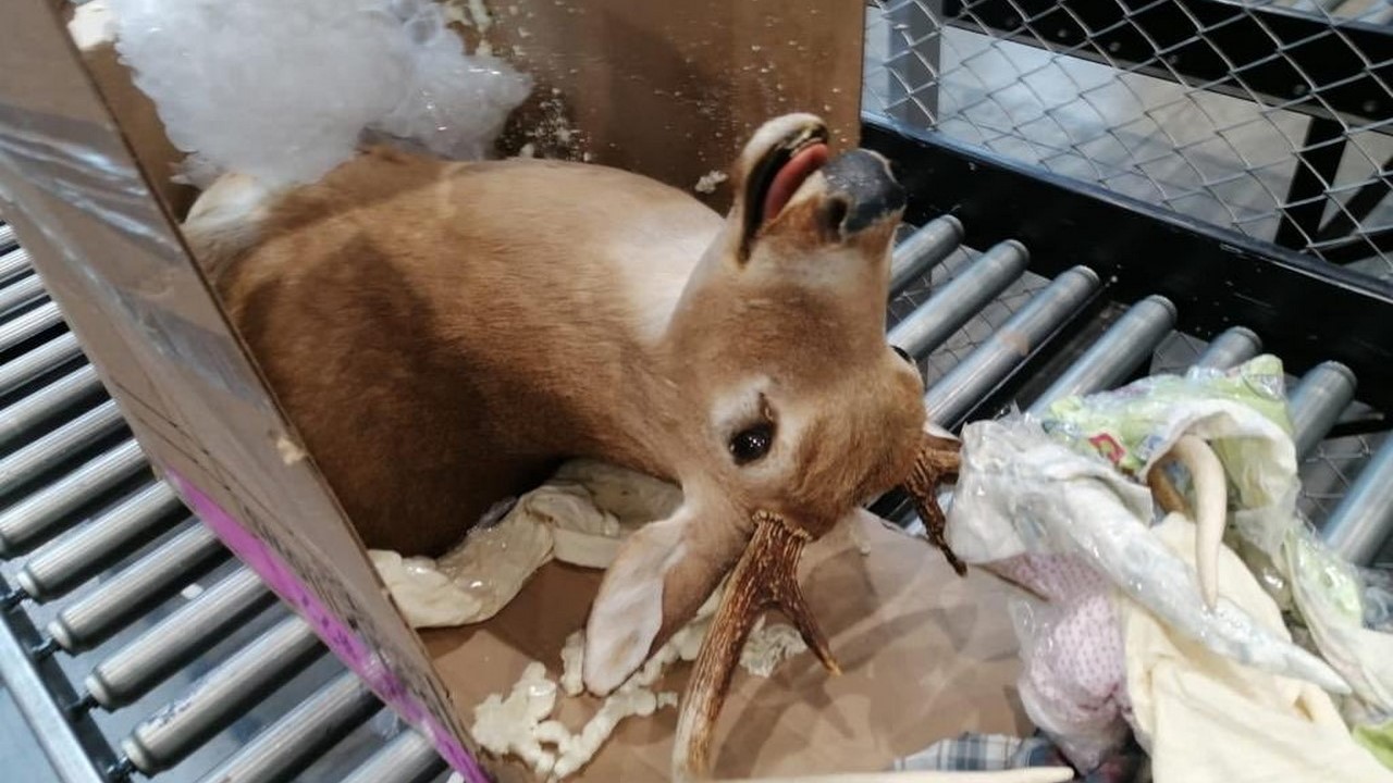 Incautaron dos cabezas de venado en el aeropuerto El Dorado