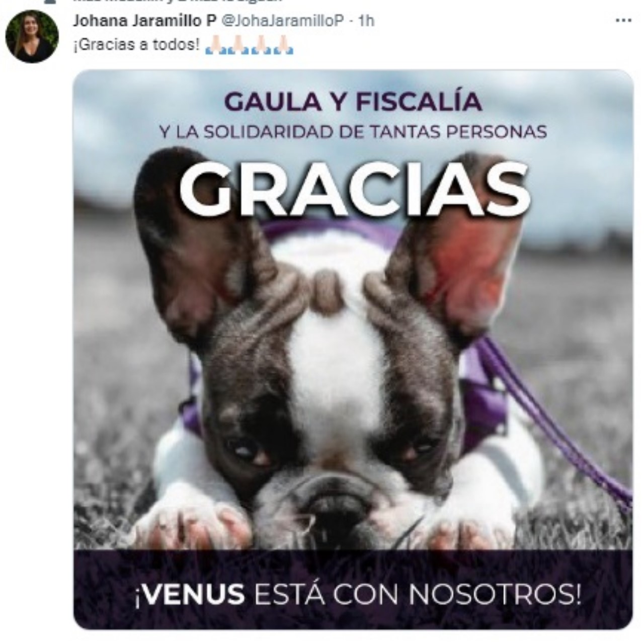 Conmovedor momento en el que la perrita Venus se encuentra con sus dueños 2 venus 1