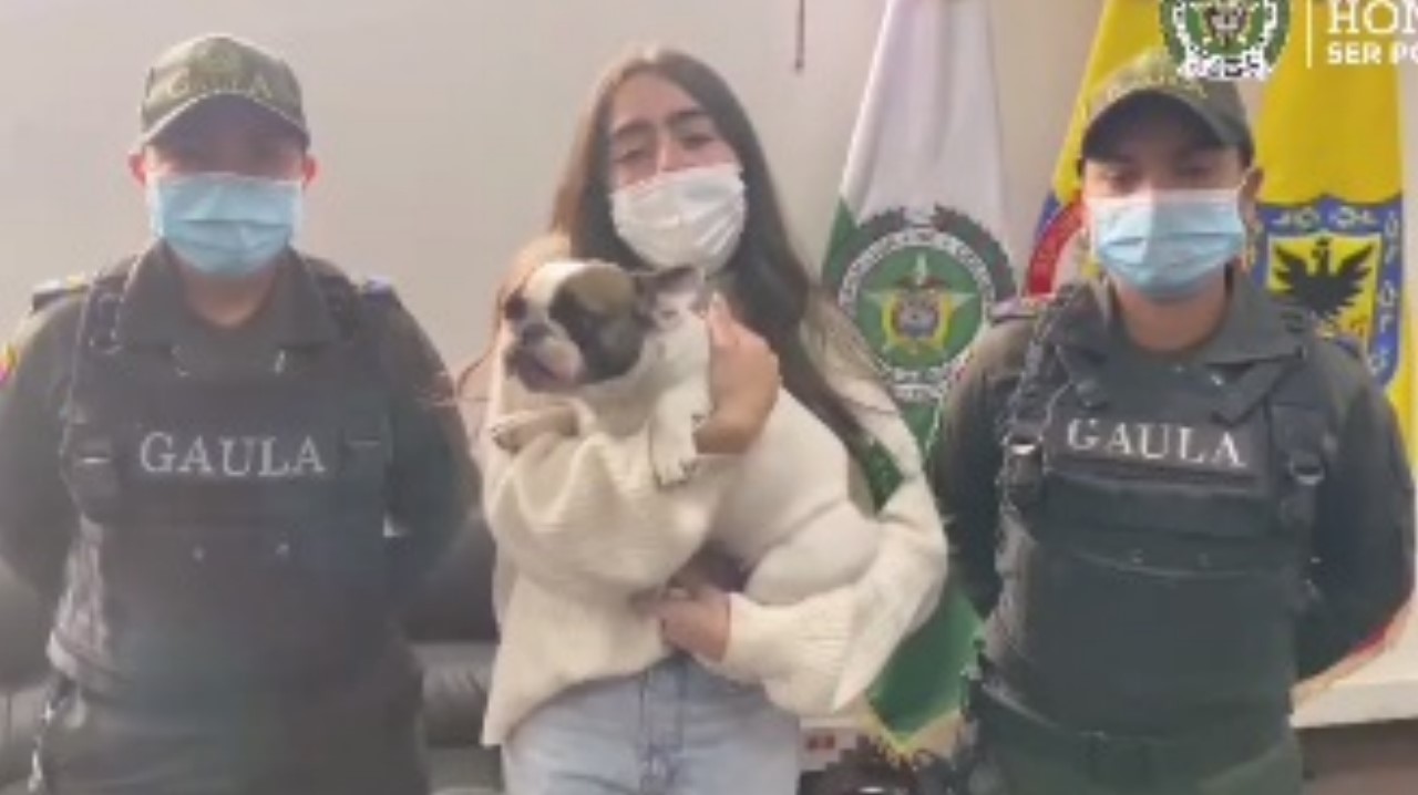 venus perro rescatado