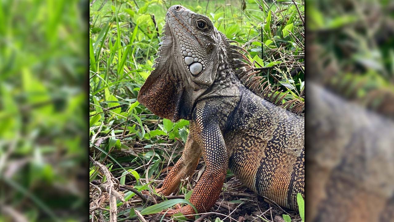 animales silvestres liberados en Magdalena Medio antioqueño
