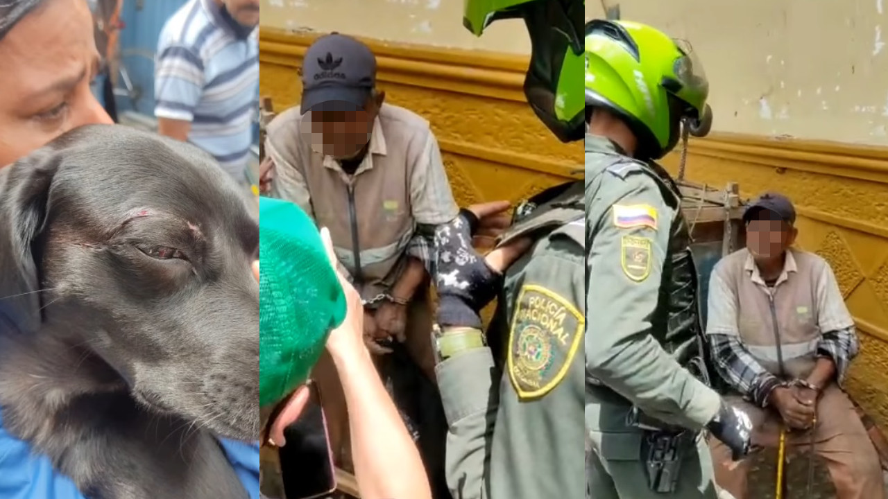 ¡Qué rabia! Un reciclador le dio un machetazo a un perrito en Guarne, Antioquia