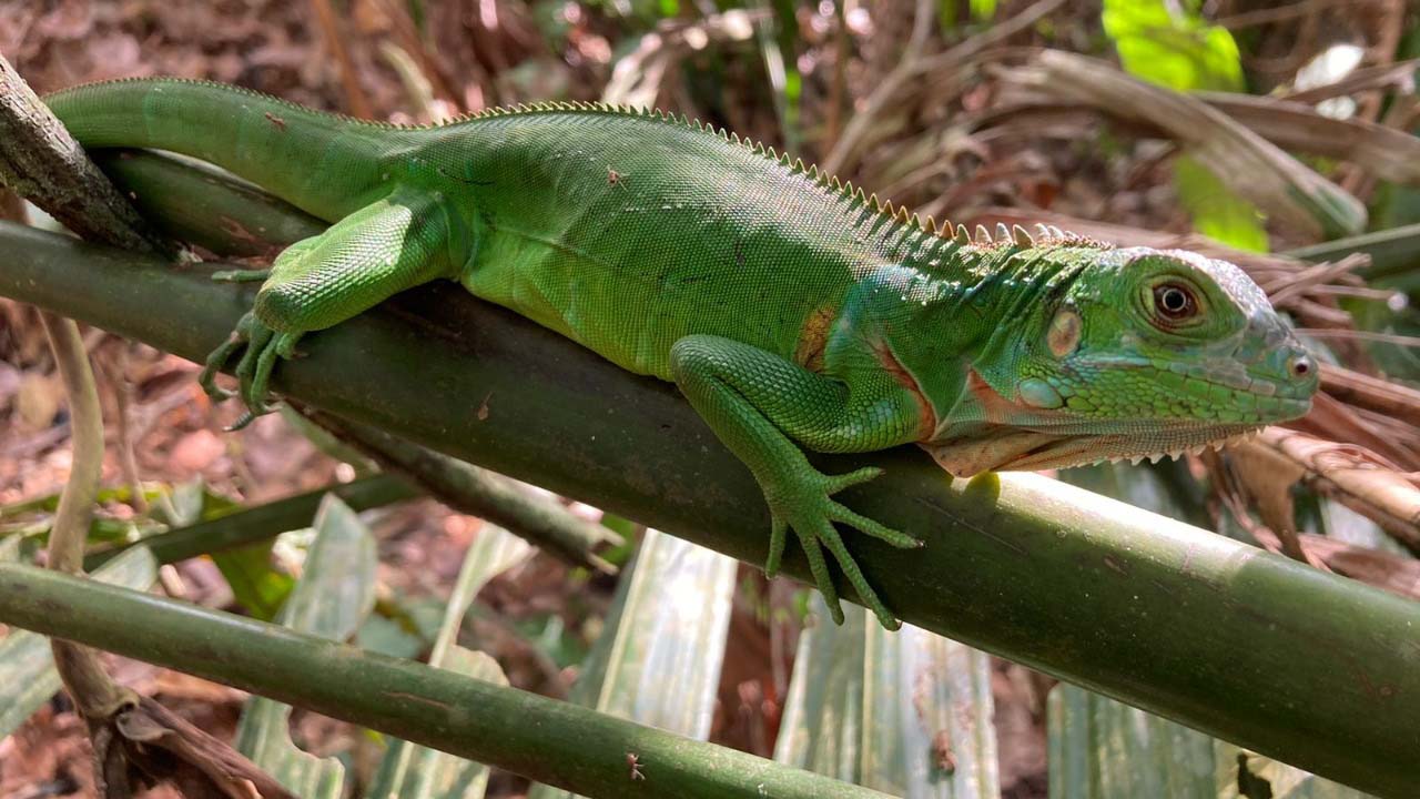 animales silvestres liberados en Magdalena Medio antioqueño