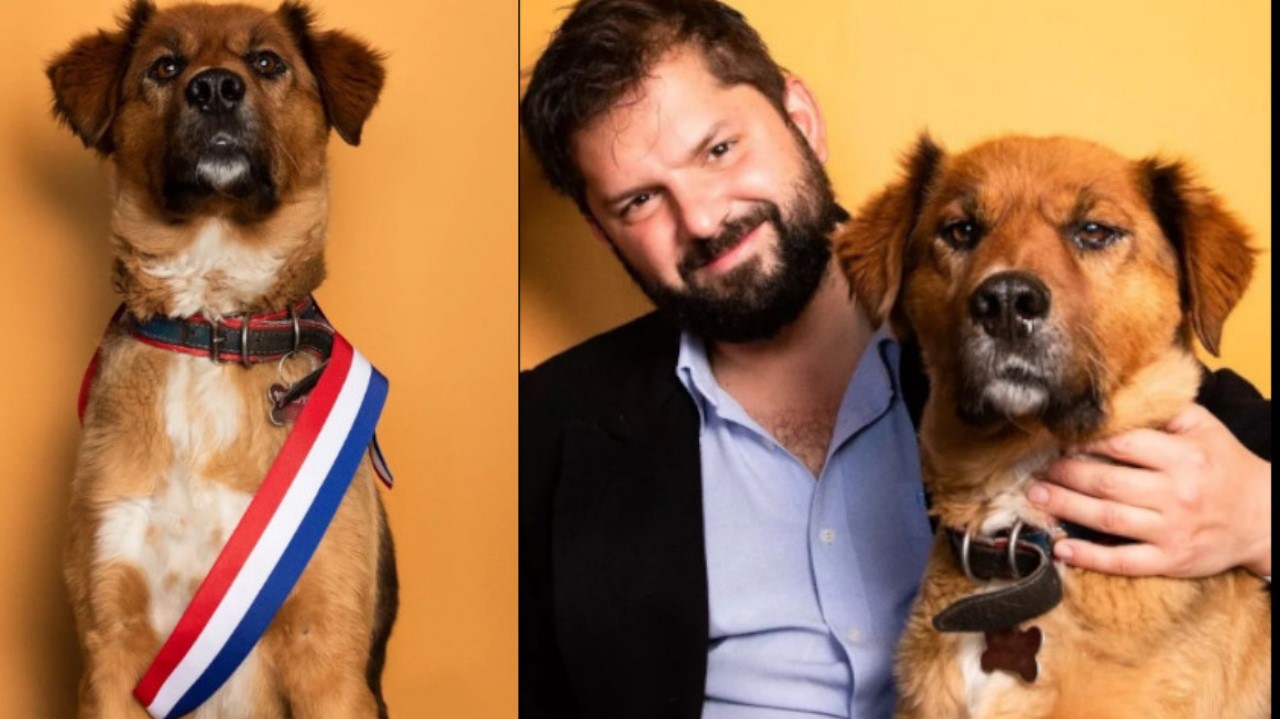 Brownie, el ‘primer perro de la República de Chile’