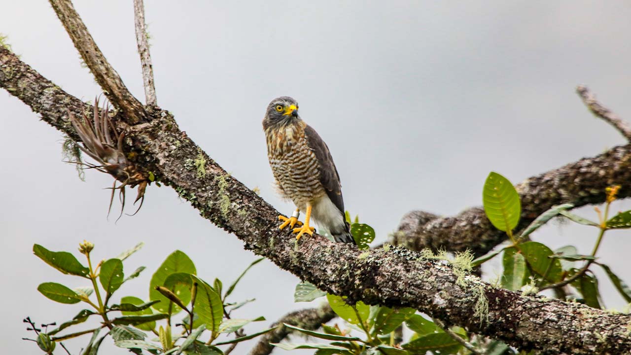 El Trianón Envigado Área Libre de Fauna Silvestre en Cautiverio