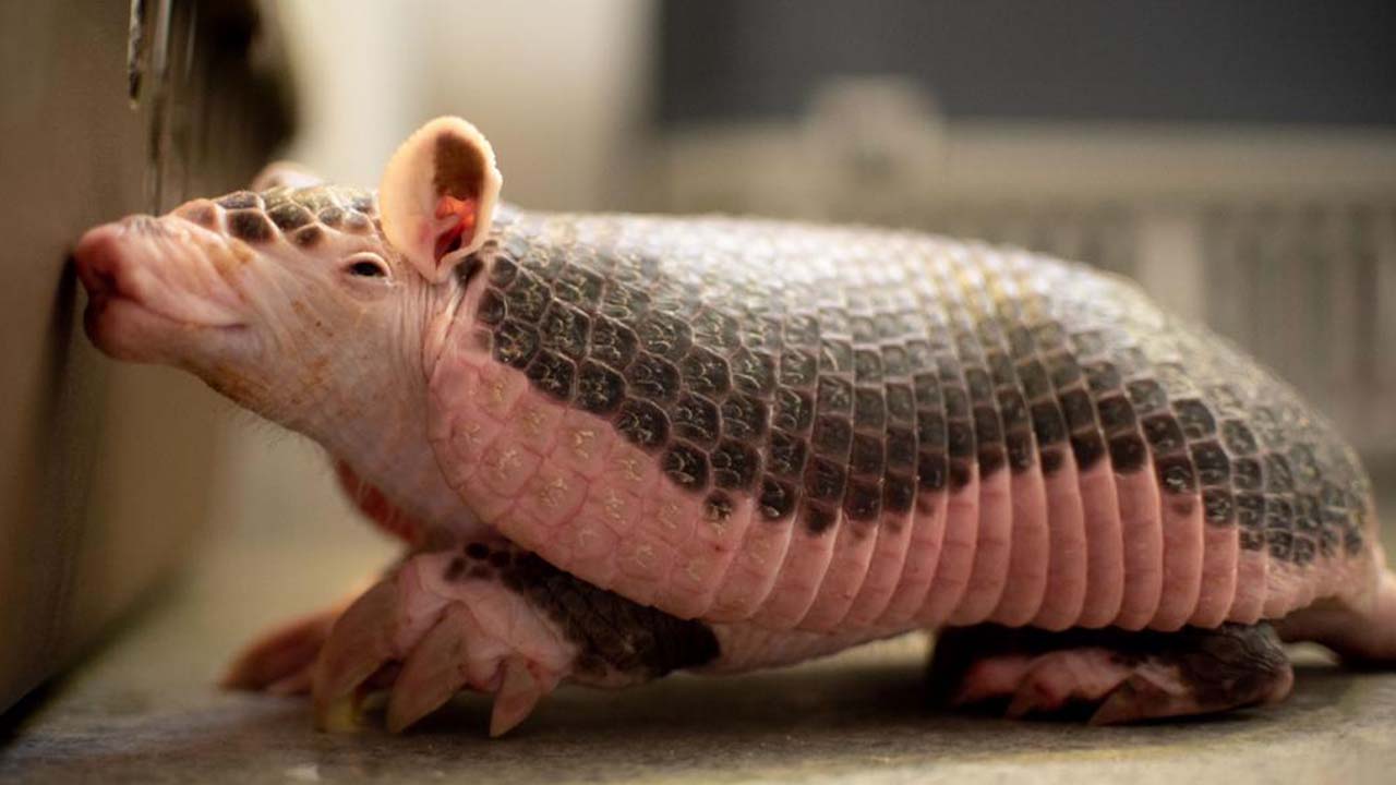 Encontraron particular armadillo 'coletrapo' dentro de una vivienda en Medellín