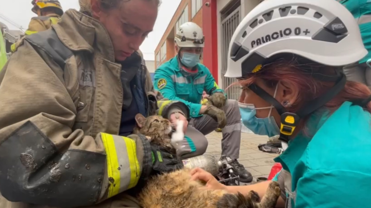 [Video] ¡Qué dolor! Un gatico murió ahogado por el humo en el incendio en El Chagualo