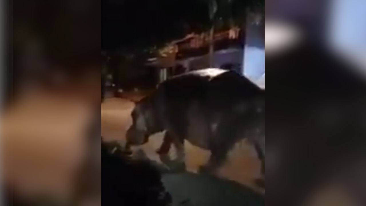 [Video] Otra vez salió de paseo un hipopótamo por las calles de Doradal