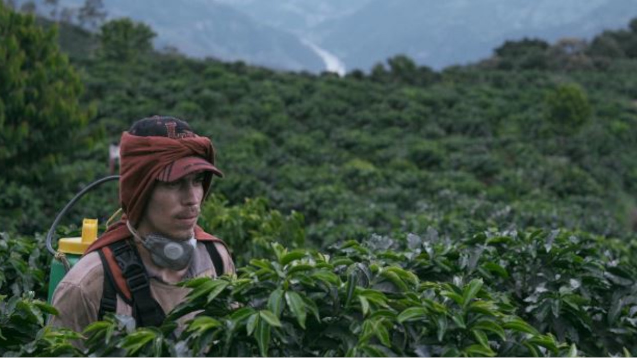 La roya Festival de Cine de Cartagena