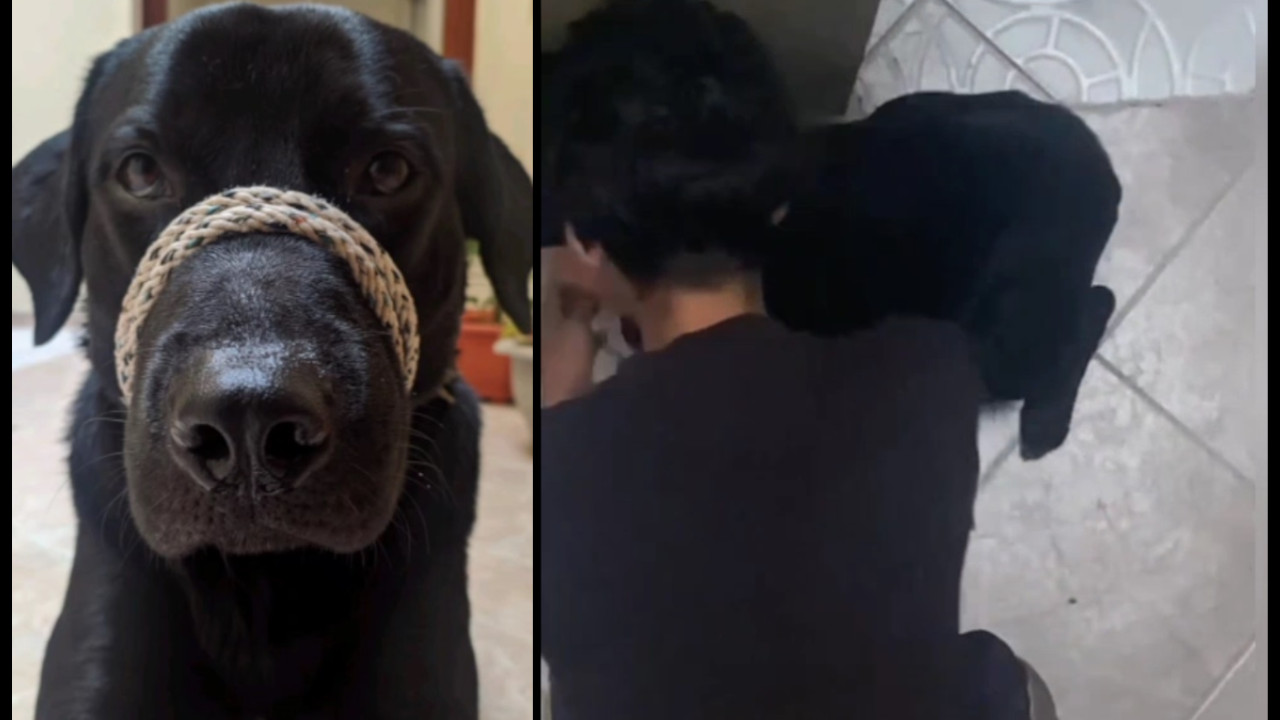 [Video] Denuncian el vil maltrato a un perrito en Bello