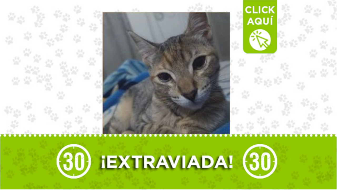 “Mini” se perdió en San José, Envigado