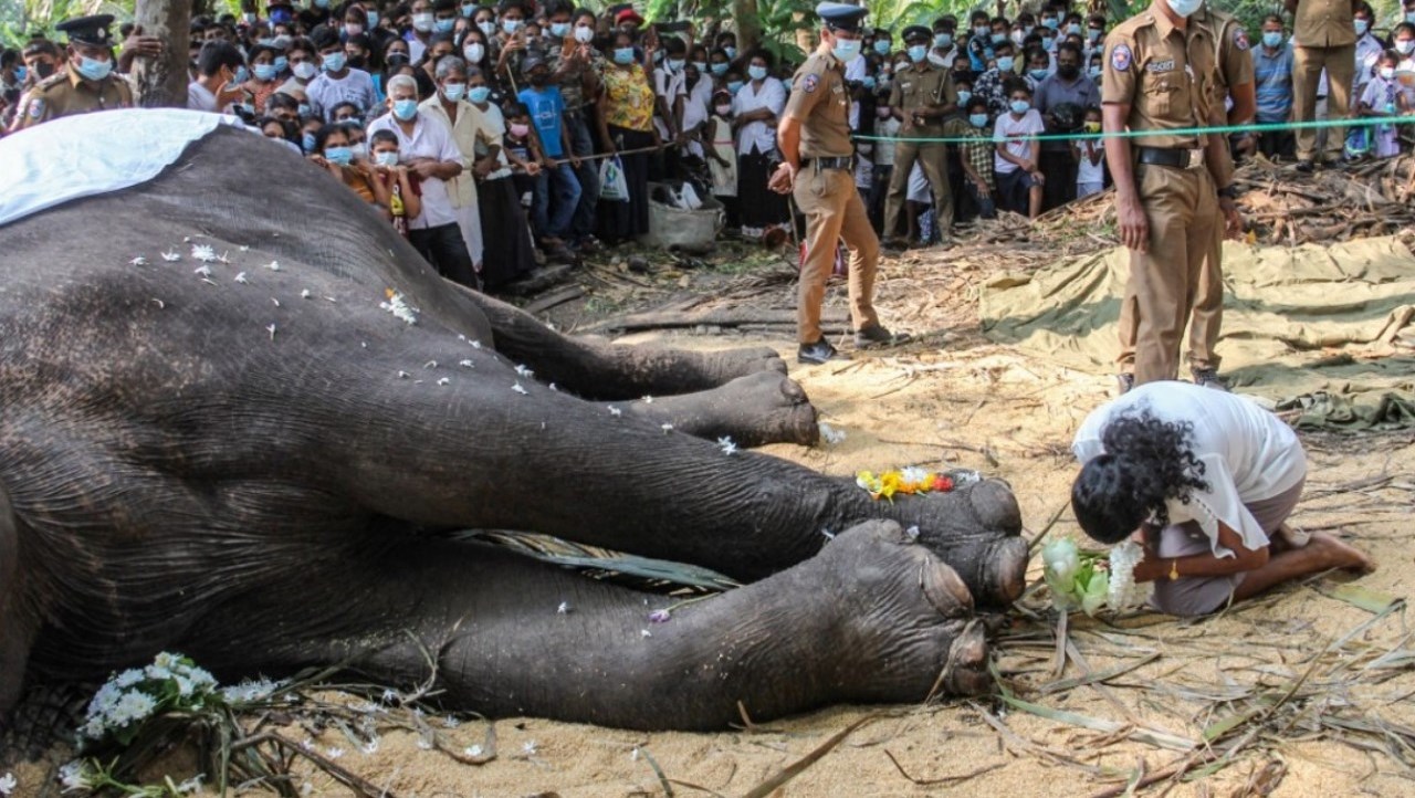 Murio a sus 68 anos el elefante mas sagrado de Sri Lanka