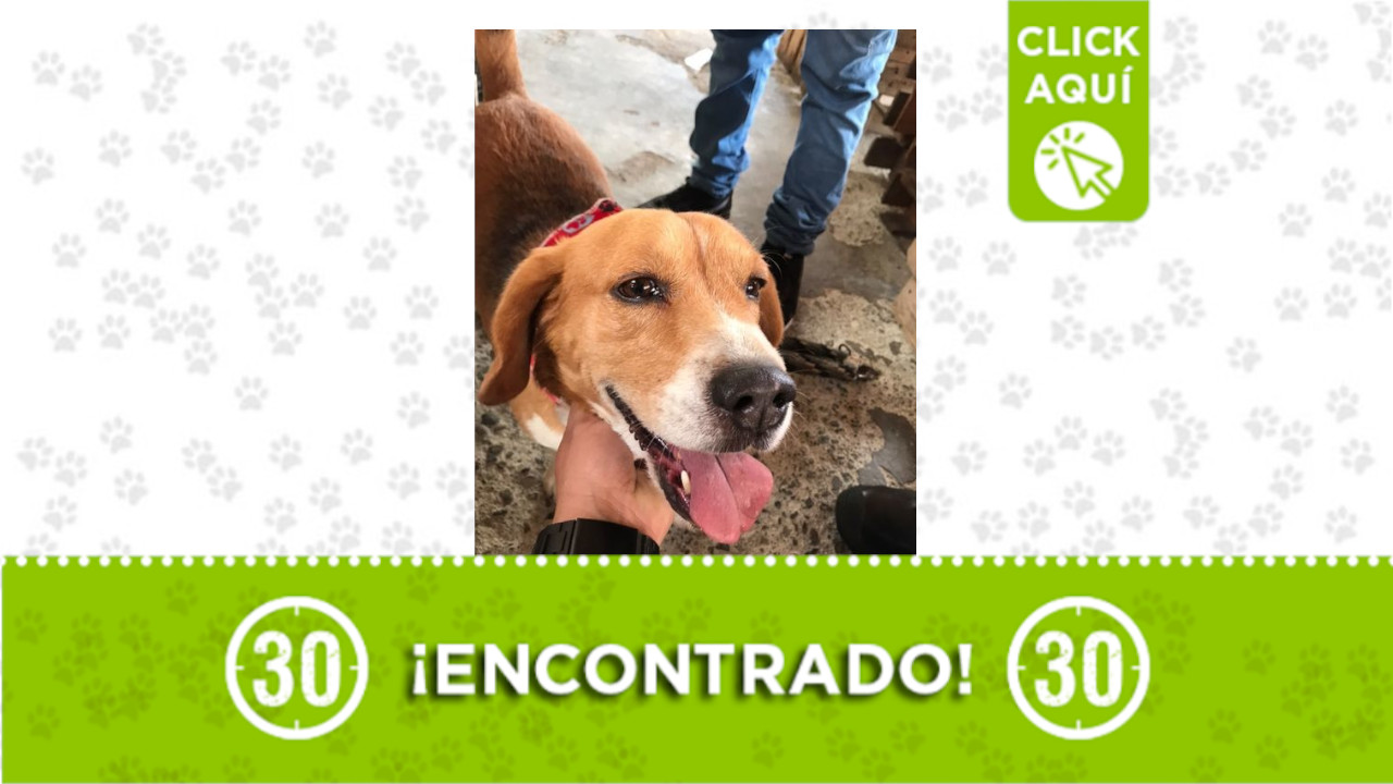 Perrito Aranjuez Palermo