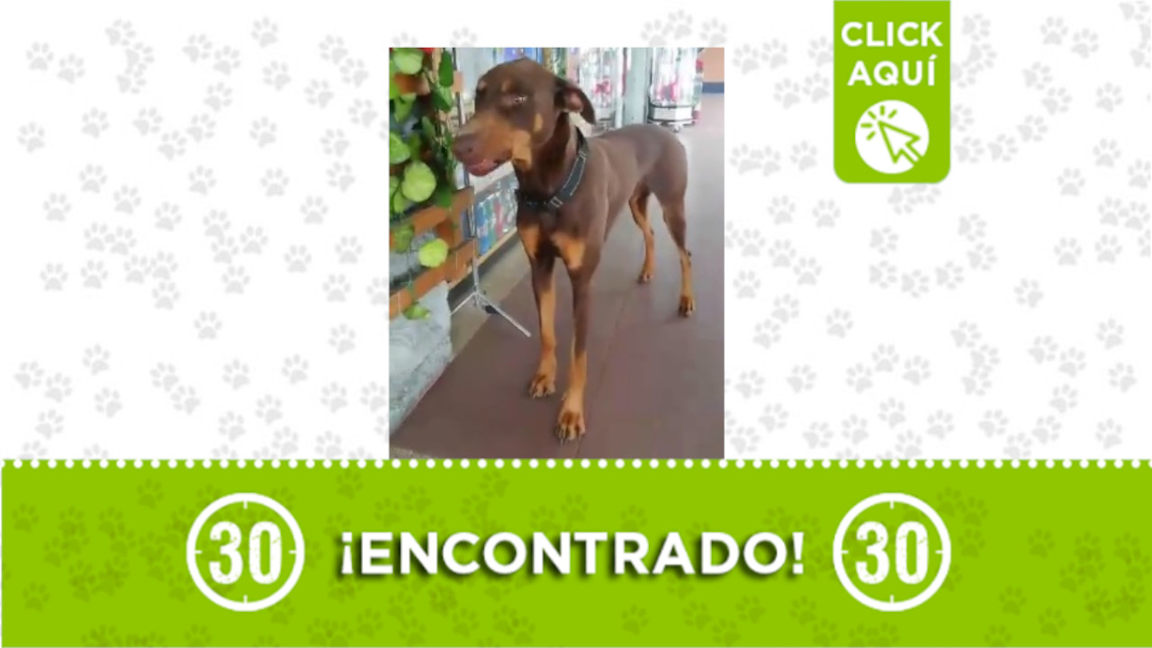 Perrito encontrado Alto de la Virgen