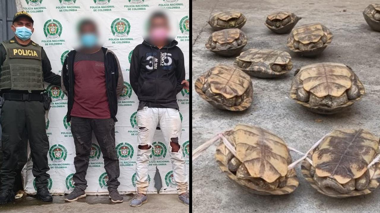 Pillaron a estos tipos llevando tortugas en costales, la mayoría de ellas ya iban muertas