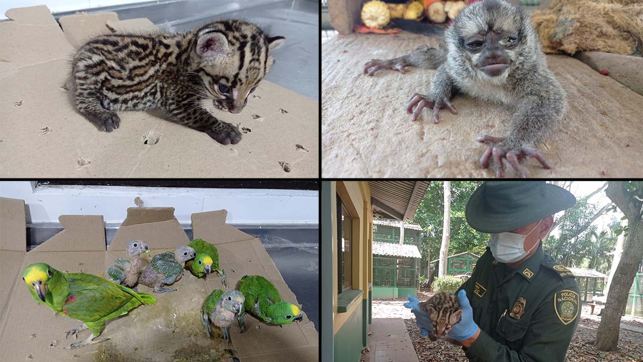 [Video] ¡Qué crueldad! En morrales y cajas de cartón movilizaban a 23 animalitos