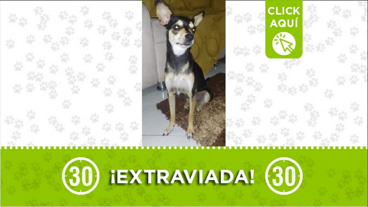 Perrita perdida