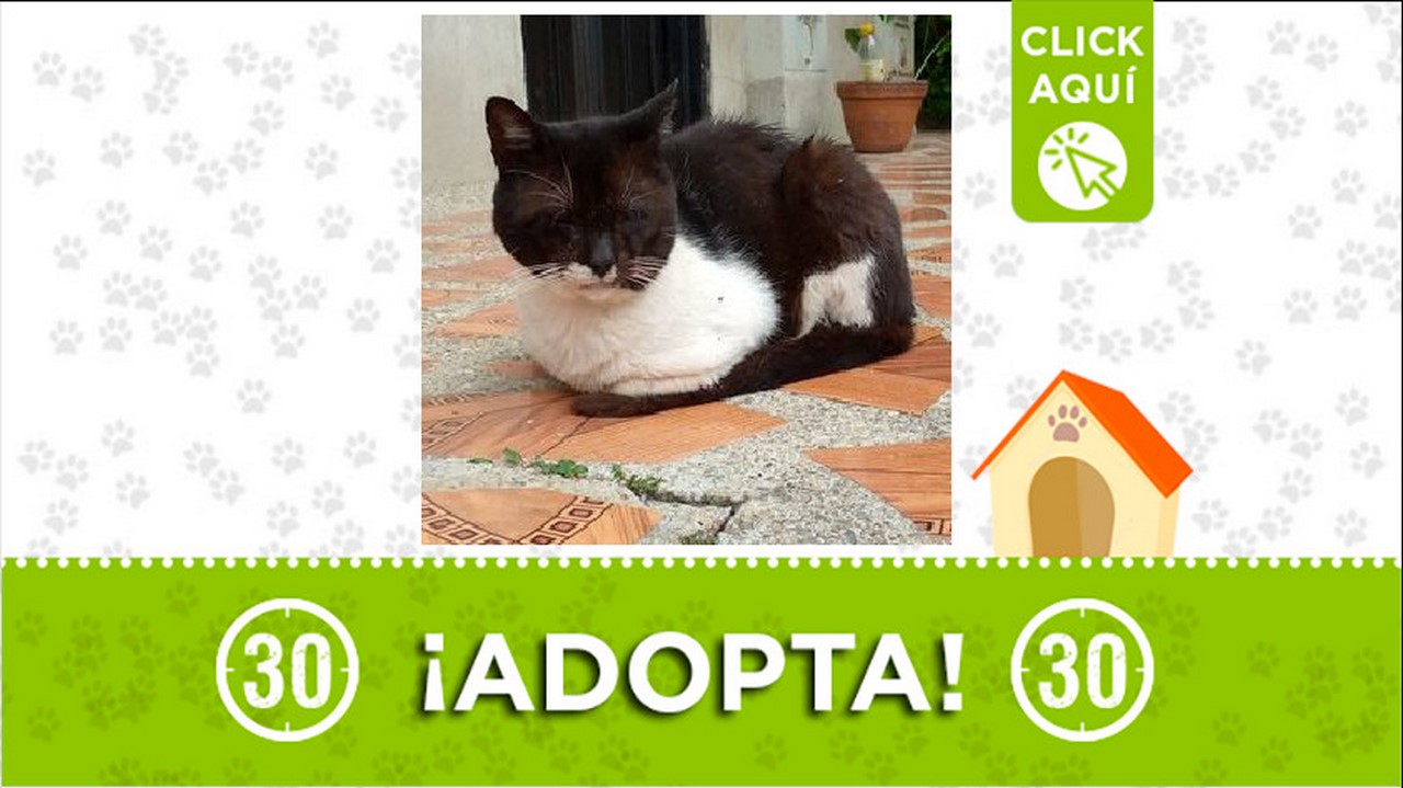 Gatico en adopción