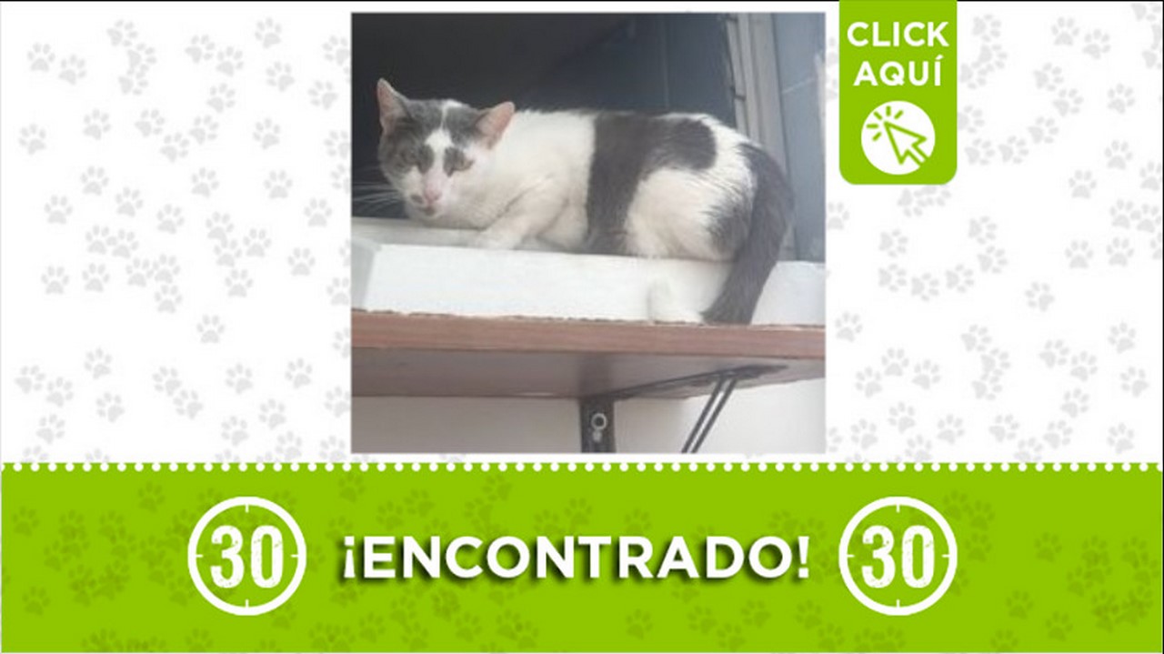 gatico encontrado