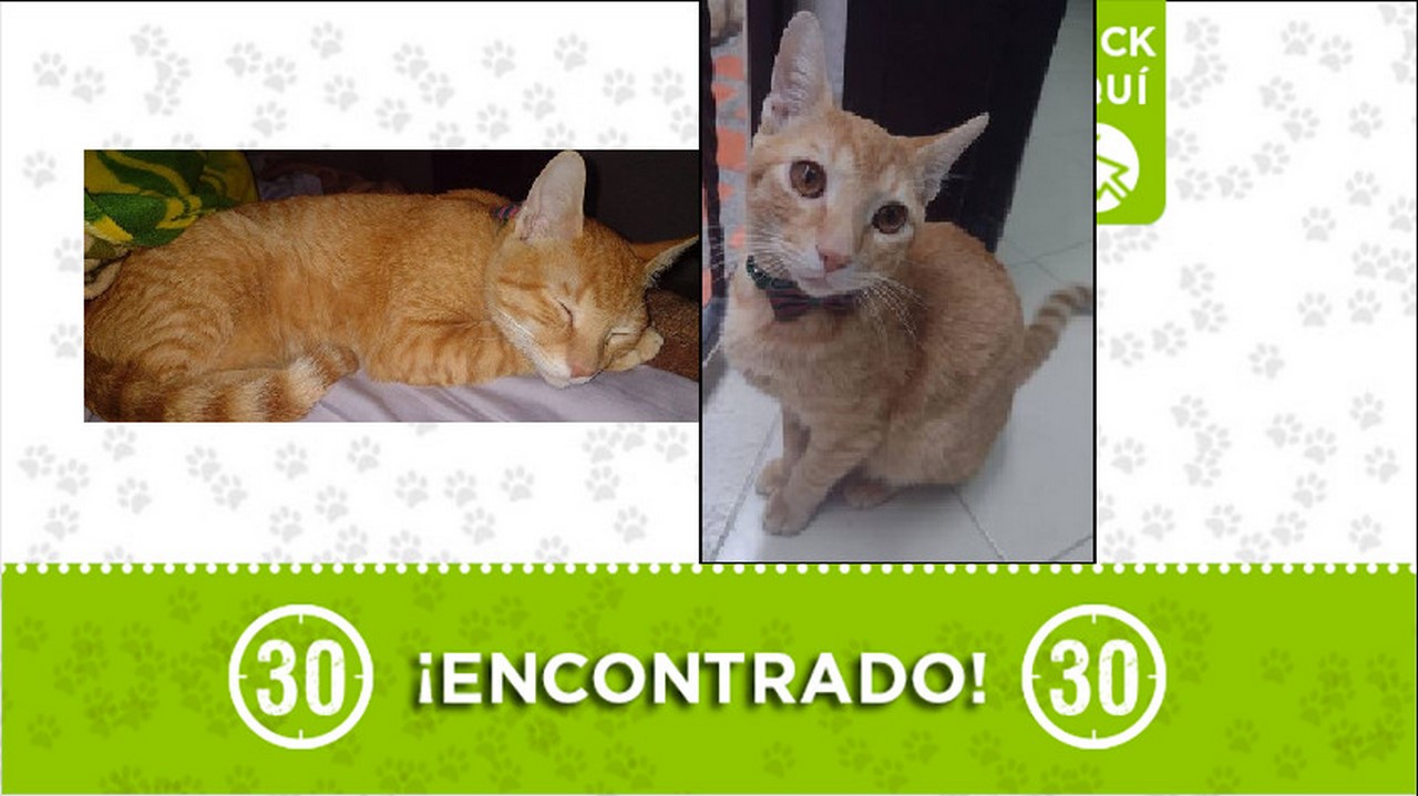 gatico encontrado