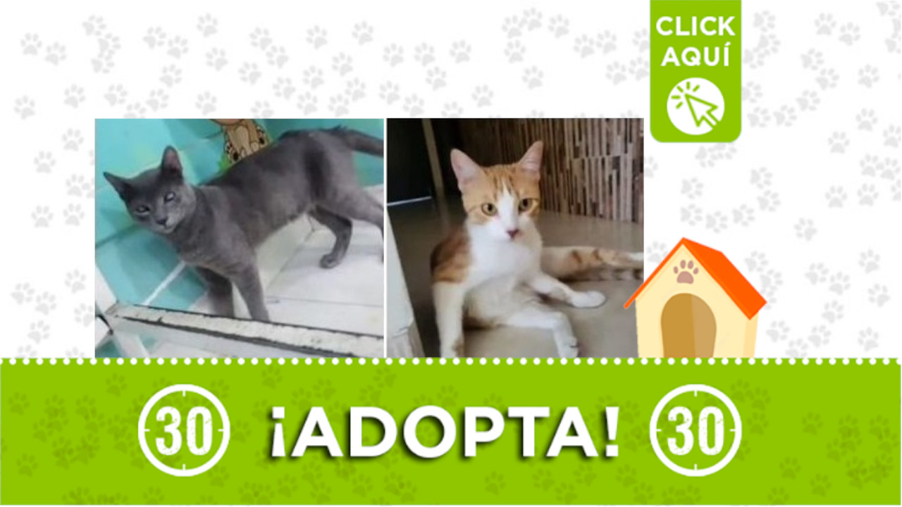 gatos en adopción