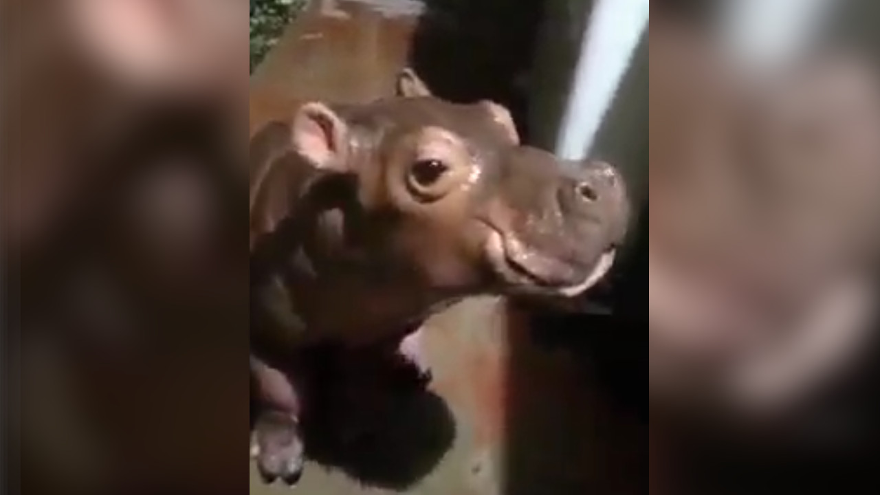 [Video] Familia tiene una cría de hipopótamo como mascota