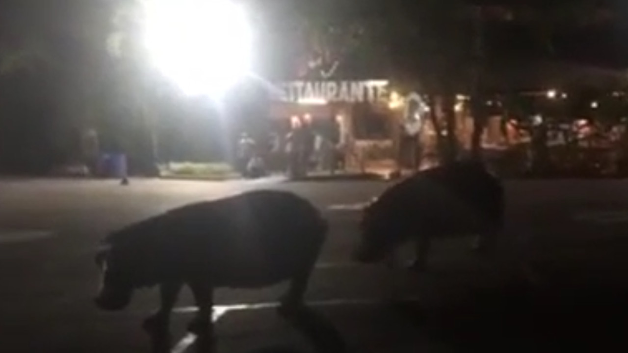 Como 'Pedro por su casa' se pasearon dos hipopótamos por las calles de Doradal, Antioquia
