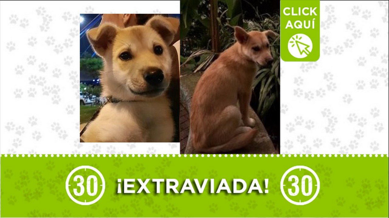 Perrita perdida