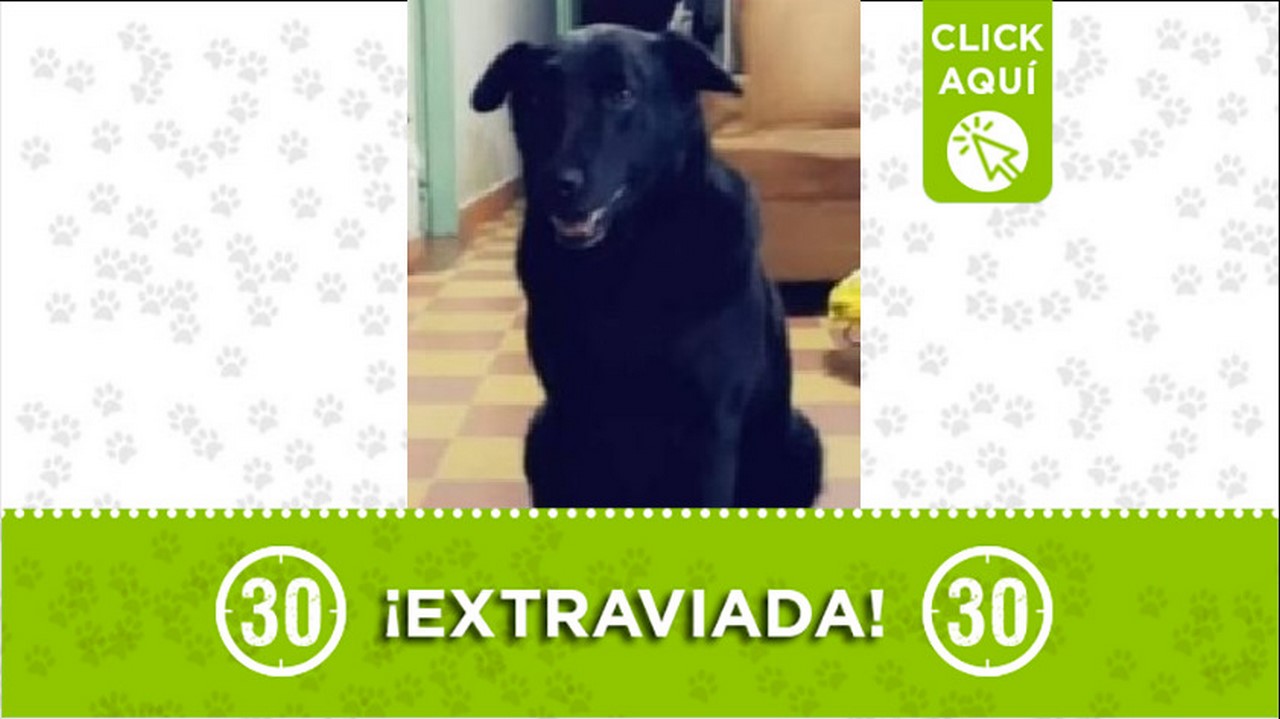 Perrita perdida