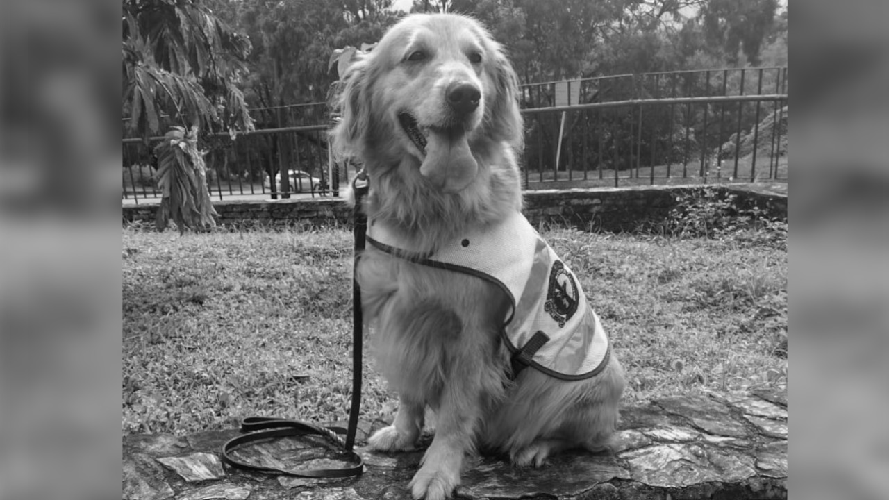 ¡Muy triste! Murió 'Lila', era experta en rescatar a otros animalitos en Medellín