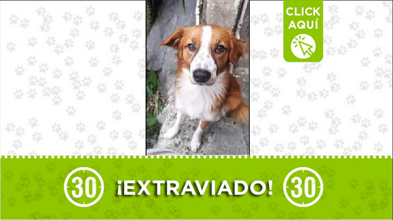 Perrito perdido