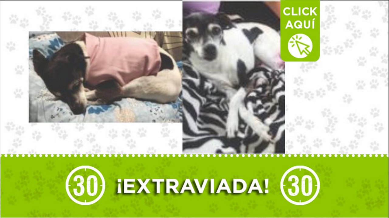 Perrita perdida