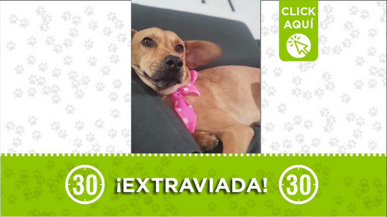 Perrita perdida